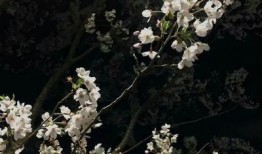 橘子最新爆料文案短句图片,最新爆料短句图片背后的故事