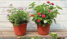 榆林老头爆料事件视频最新,揭秘事件背后惊人真相